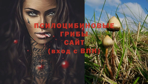хмурый Аркадак